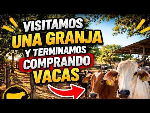 WE VISITED A FARM AND ENDED UP BUYING COWS