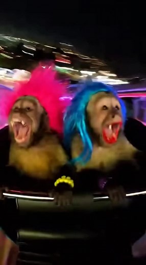 Monkey on swing: living. Monkey after swing: reconsidering life choices 😭🐒 #funnymonkey #viral #monkey #sofunny