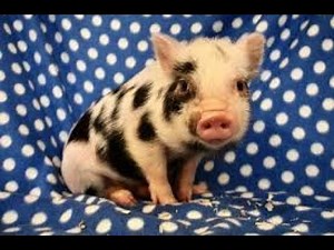 Are Pot Belly Pigs Good House Pets ?