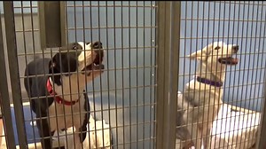 San Diego Humane Society Grapples With Overcrowded Shelters