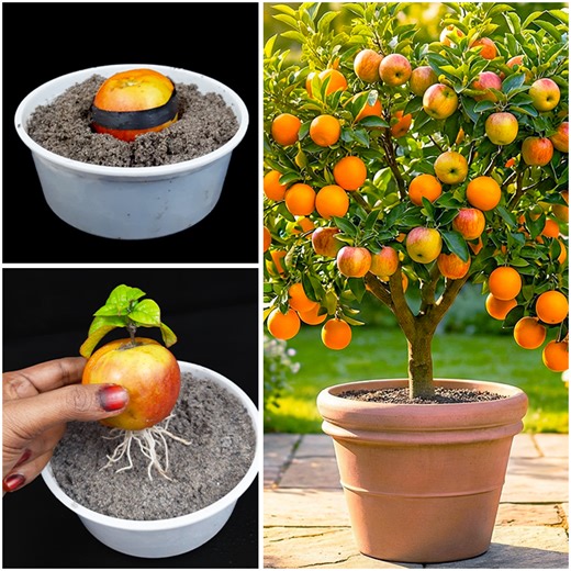 Learn how to grow apple plant using orange | Step-by-step growing guide #architecture #HomeTour #resilience #neigborhoodgathering #spirituality #localvendors #relaxation #inspirationalquotes #SpiritualGrowth #personalgrowth | Dian Creative