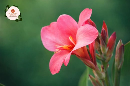 Canna Seeds Tropical Series Rose Annual Flower Garden Plant Canna Indica - Etsy