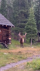 28K reactions · 254 comments | A bull elk in the middle of stripping his velvet is surprised to see a few photographers up against the cabin seeking shelter from the storm. #photography #wildlife #nature #reels #foryoupageシ #elk #bullelk #colorado | Good Bull Guided | Facebook