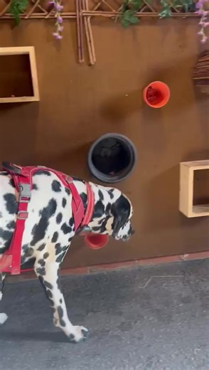 Professional Dog Daycare and Grooming at Crazy Tails