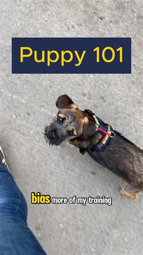 Terrier School on TikTok