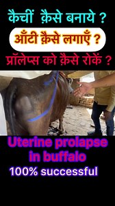 2.1M views · 3.9K reactions | Uterine torsion in buffalo l vaginal prolapse l dr Umar Khan | Dr. Umar Khan | Facebook