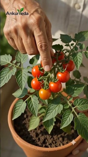 How to Grow Tomato Plants at Home | Complete Tomato Growing Guide for Beginners