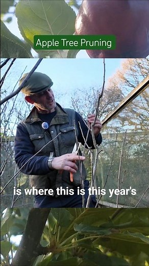 Apple Trees 🍎 Grow Bigger, Better Fruit! Apple Tree Spur Pruning Tips #appletrees