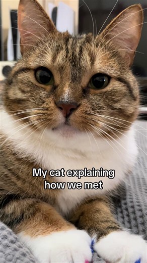 How My Cat and I First Met: A Heartwarming Story