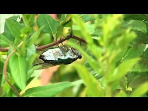 Cicada male singing