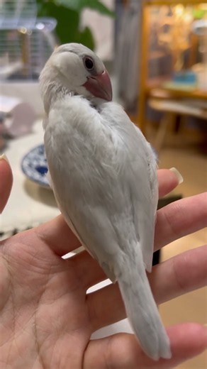 文鳥ねむくんの羽繕い #bird #文鳥 #癒し #文鳥雛