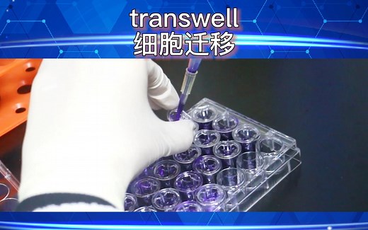 实验操作：transwell细胞迁移实验，精细教程包学包会！