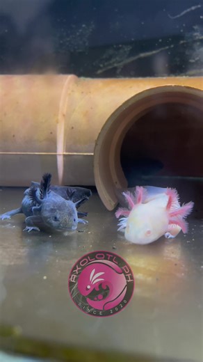 Cute Axolotls: Adorable Pets in the Philippines