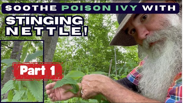 Nettle Helped, Jewelweed Didn’t – Poison Ivy Relief Pt. 1