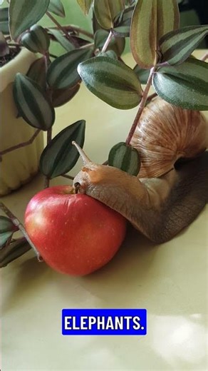 The Mysterious Hobbits of Flores