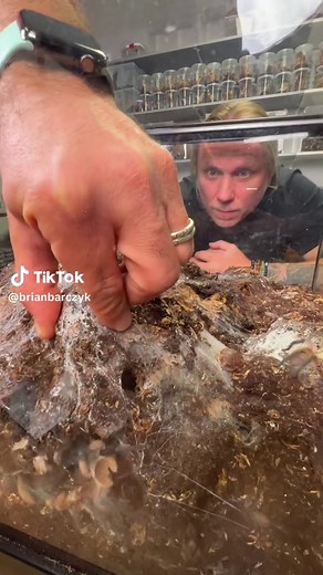 Terrifying Tarantulas: Nature's Scary Spiders