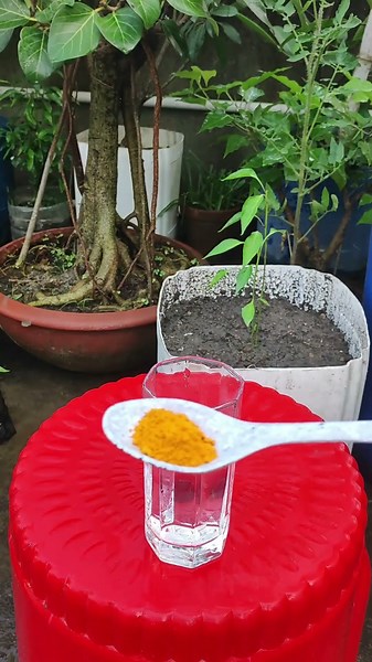 Why Are My Pepper Plant Leaves Curling? 🌶️ Easy Fixes!