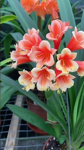 🌸 Strawberry Mousse: The Stunning Hybrid Clivia with Unbelievable Colors! 🌺✨