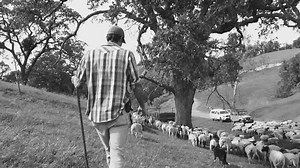 Dusty and trail ridden, Nathan Stuart finds modern ways of herding cattle and sheep in open pastures. He works day and night protecting the young ones from wild animals, and uses sustainable methods to preserve the herd for future generations. Nathan is not your typical cowboy, in fact he wouldn't even consider himself one. He has a deep love for the ocean, and the coastline sits just over the hill. It is here where he has balanced work and play and found solitude. | 805 Beer