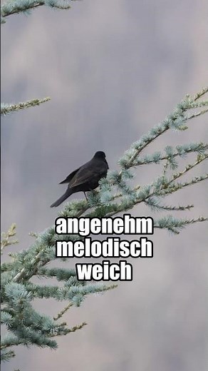 Die Amsel - Vogelstimmen lernen