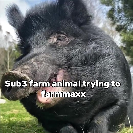 Full Ascension Guide Facial Metrics with @Ascension App #animals#pig#cow