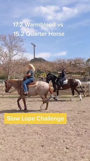Dino's Western Pleasure Horse Aspirations