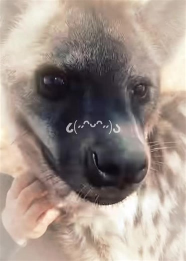 Hyena! Meet My Adorable Baby Hyena