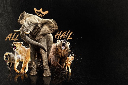 【無料配信】クイーンズ：荘厳なる野生の王国　「アフリカの女王」