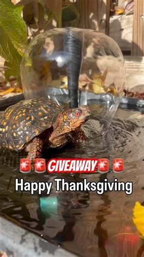 Thanksgiving Solar Pond Filter Giveaway! 🌞💧🐢