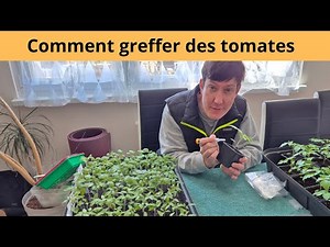 How to graft tomatoes