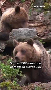 350 ours vont être abattus après une série d'attaques en Slovaquie