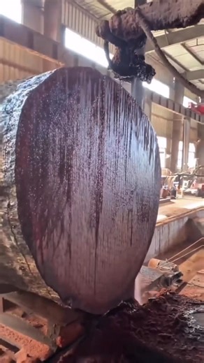 World’s Most Expensive Wood 😳 ₹9 Lakh per KG!