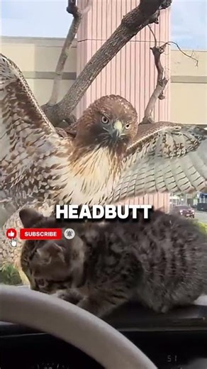Hawk vs. Windshield: Funniest Predator Fail Ever