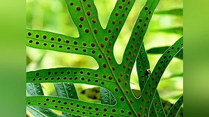 Watch Plant Science: An Introduction to Botany | Prime Video