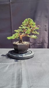 Diseño bonsai junipero de vivero. #bonsaicolombia #bonsaitree #bonsailovers #pino | ItoBonsai