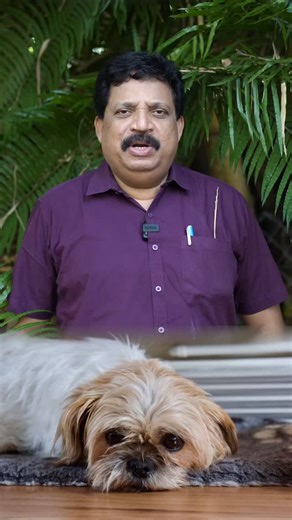 Dr Vinod Kumar | Veterinarian on Instagram: "Periodic Allergic Dermatitis in Pets Is your pet constantly scratching, licking, or losing fur? It might be Periodic Allergic Dermatitis—a common but frustrating skin condition triggered by allergens like pollen, dust mites, or certain foods! From identifying triggers to effective treatments, let’s help your furry friend stay comfortable and itch-free! 🩺 📌 Save this post for quick reference when your pet needs relief! 💬 Have questions? Drop them in