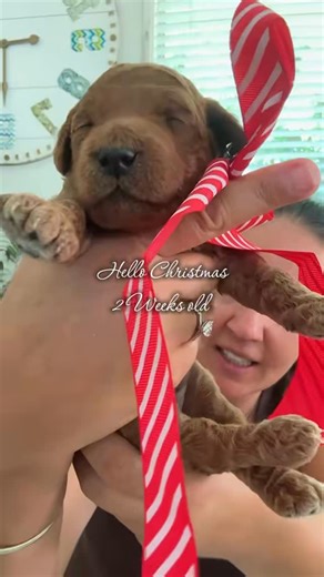 Groodles of Noosa | Sunshine Coast Dog Breeder on Instagram: "Can you believe that our Our Luna Magic Litter is 2 weeks old already 💕 These precious pups have only just begun to open their eyes 👀 I’m completely smitten!! Do they melt your heart too? #newbornpuppies #groodlepuppy #breederlife #puppy #milestones"