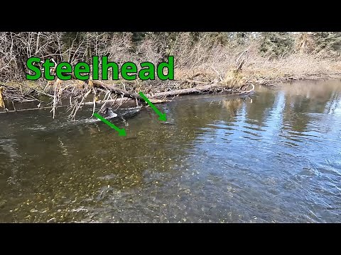 Alaska Spring Steelhead Fishing 2022