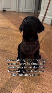 Does no one like mini labs?🥺 Comment if you do❤️ /Eva🐾 #doglover #dog #labradorretriever #labradorpuppy #dogsofinstagram #labrador #labradorsofinstagram #dogs #puppy #labrador_lovers #puppies #vonessendogs #puppyoftheday #labsofinstagram #puppylove #dogoftheday #lapdog | Etienne Rubio
