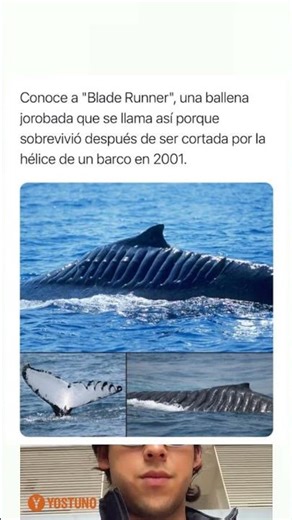 Conoce a Blade Runner, una ballena jorobada que se llama así porque sobrevivió después de#shorts