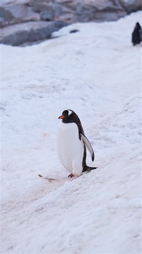 Animal Planet India on Instagram: "Penguins usually stick together, guided by instinct and the world around them. But every once in a while, one waddles a little off script. Nature has its own way of keeping things interesting. #Penguins #AnimalPlanetIndia #AnimalPlanet (Penguins, Animal Planet India, Animal Planet)"