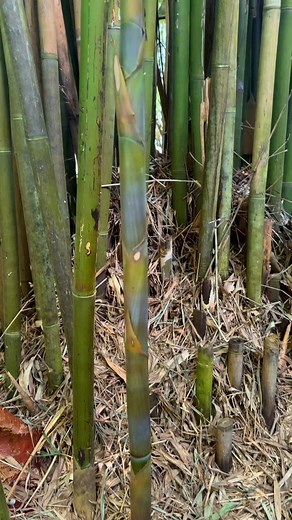 33 reactions | Our easiest flute to play  . . . . . . . #flute #whistle #carbonfibre #flutemaker #bamboo | Erik The Flutemaker | Facebook