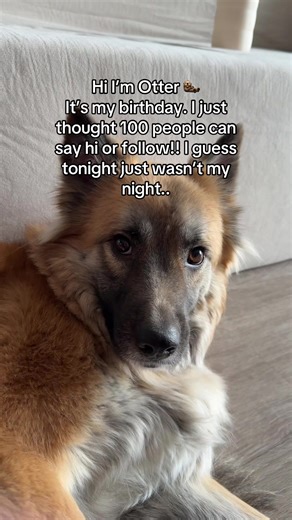 It’s my bday!! #doglovers #petlovers #petsoftiktok #dogtok #dogsoftiktok