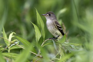Restoring Riparian Buffers with Birds in Mind
