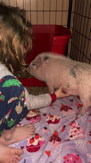 That first night was good. #pinkypie #Juliana-pig