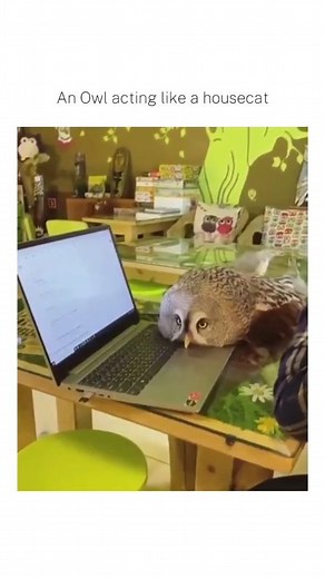 Just wanting attention and sitting on a laptop. So... me. @bad_science_jokes ✨️ | Bad Science Jokes