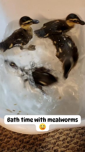 These little ducks get a bath everyday when we clean their pen. Today we introduced mealworms to their water. They loved it! #homesteadlife #houseduck #ducklings #splishsplash #farmduck #ducks #rouenducks #babyanimals #homesteading #bathtime | Northern Boundary Adventures