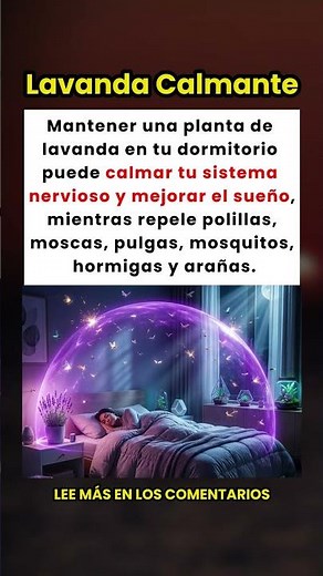 ¡El Poder de la Lavanda en tu Habitación: Duerme Mejor y Ahuyenta Insectos! 🌿😴