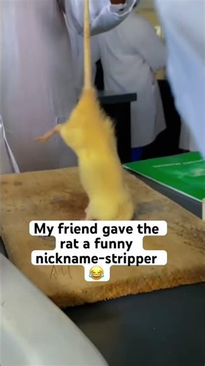 We did rat dissection in the lab today#fypシ゚#viralshorts #studentlife#funnyvideo #comment#relatable