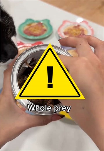 Cats Try Freeze Dried Whole Quail for the First Time